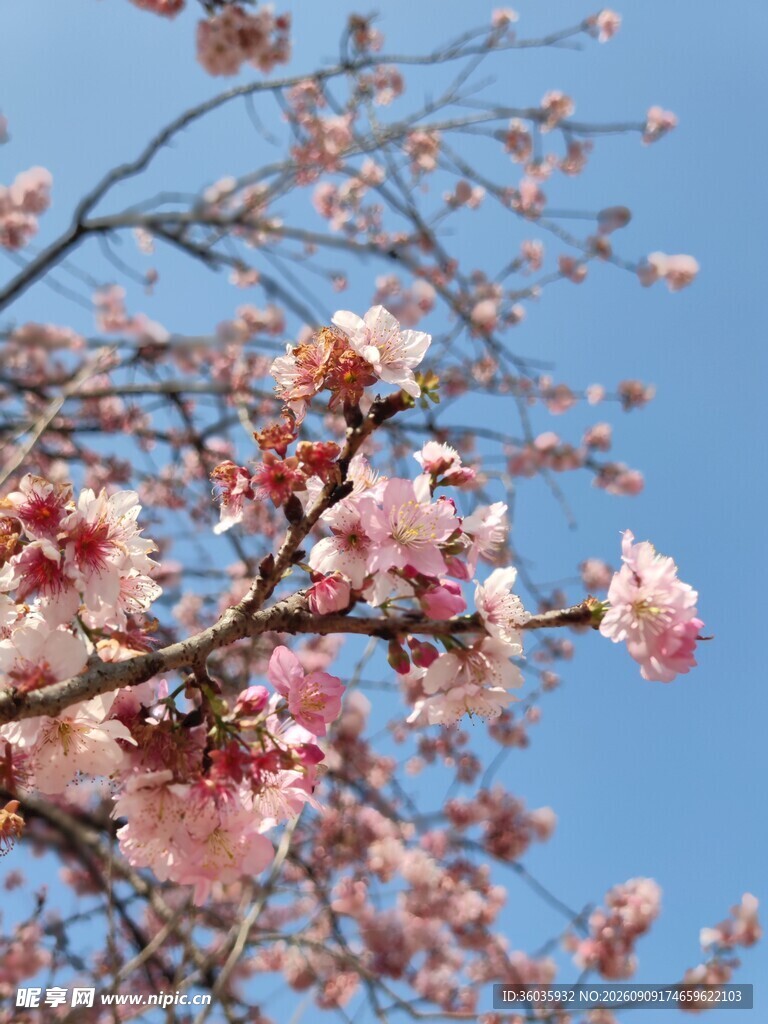 梅花