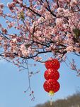 梅花