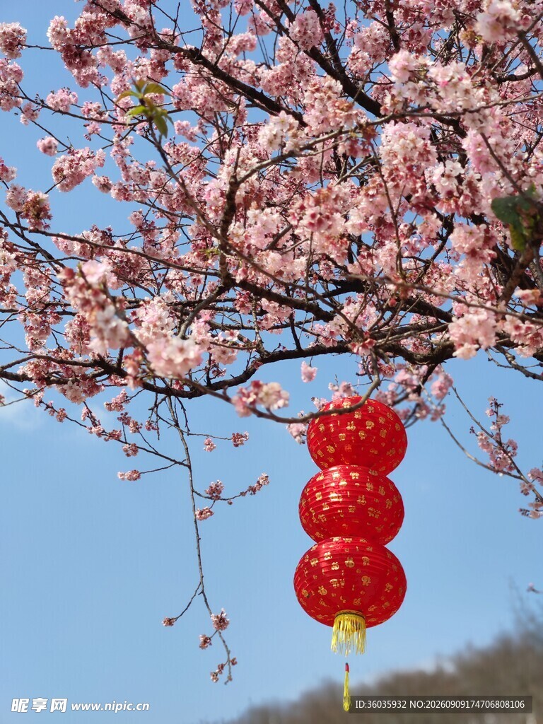 梅花