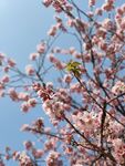 梅花
