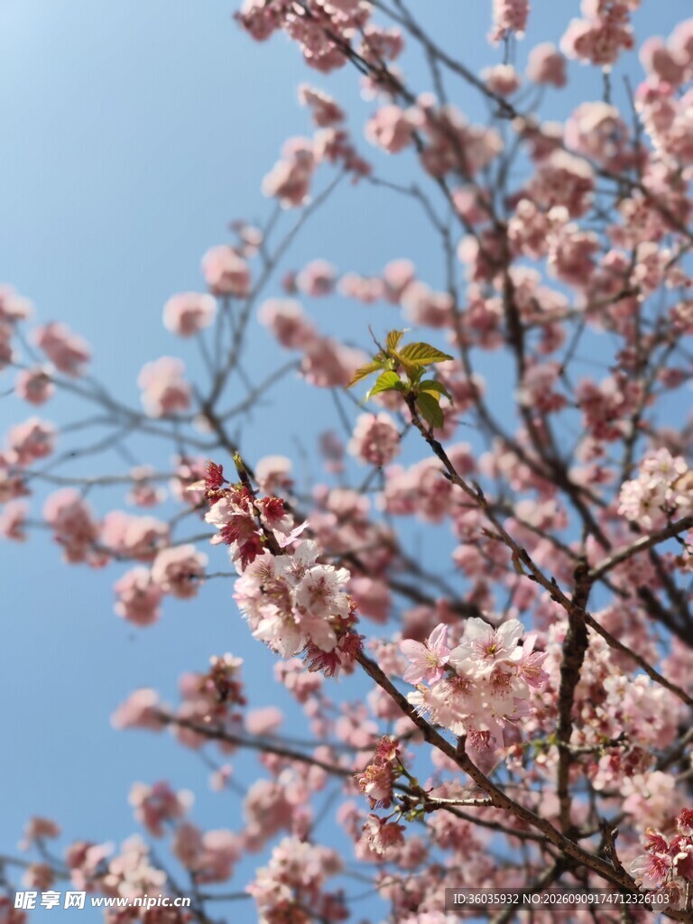 梅花