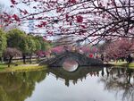湖畔拱桥烂漫梅花景