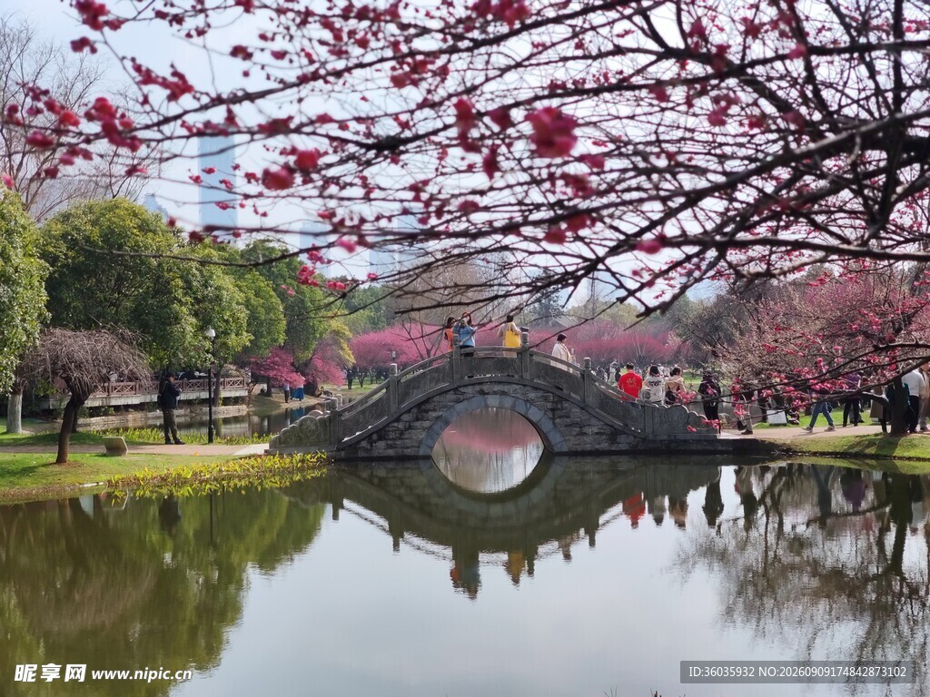湖畔拱桥烂漫梅花景