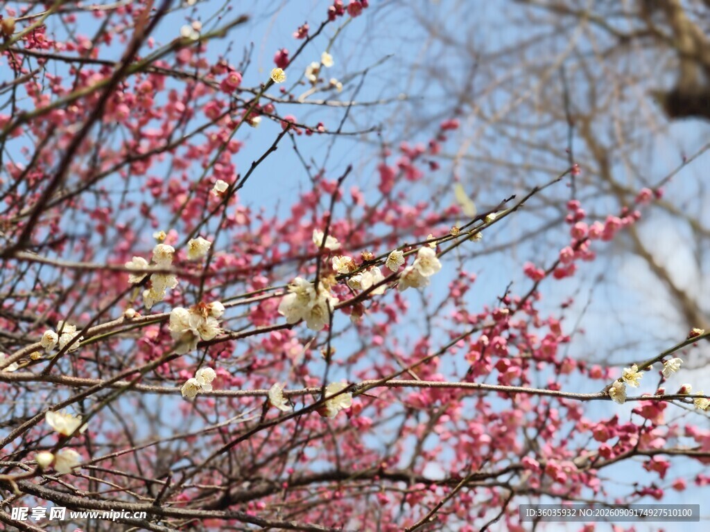 梅花