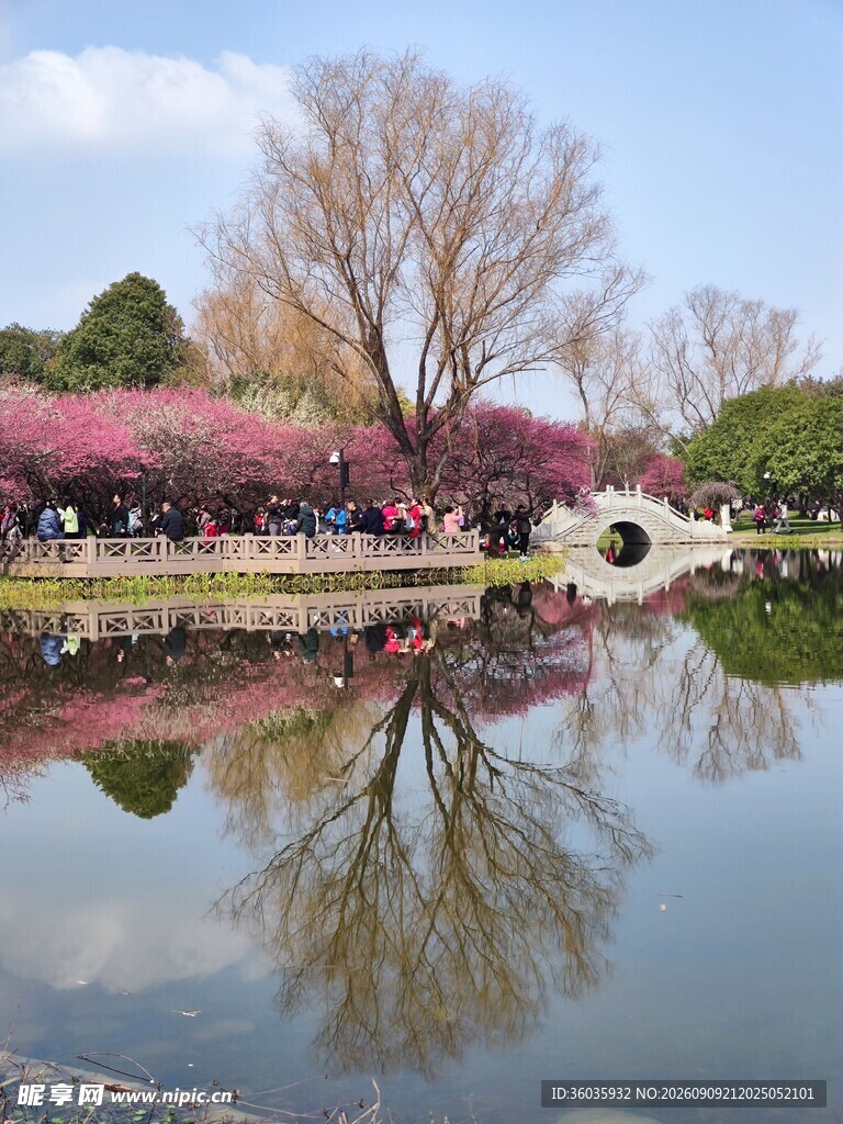 樱花美景