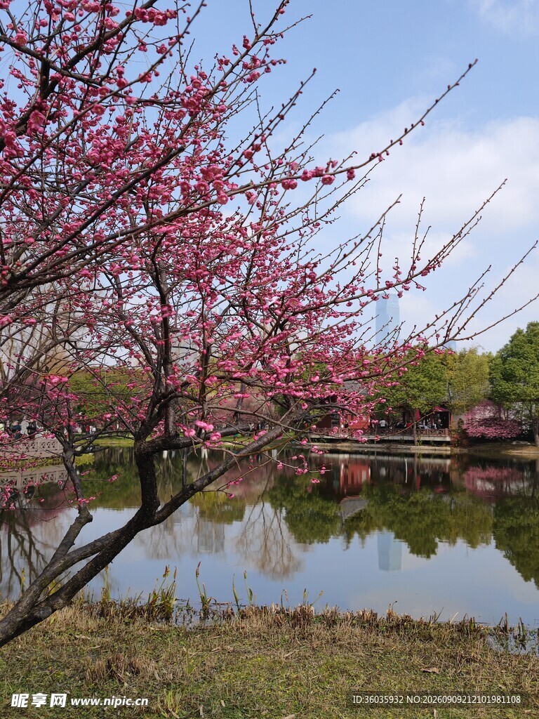 梅花