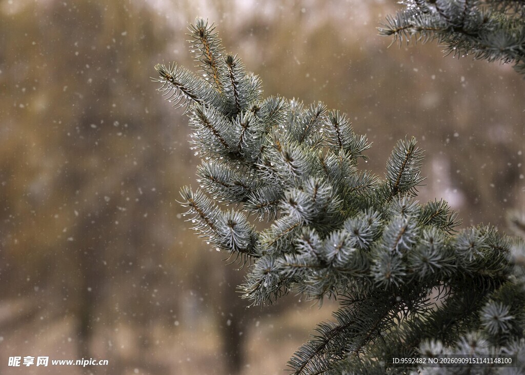 雪中的松枝
