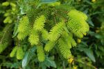 翠绿葳蕤的植物花穗