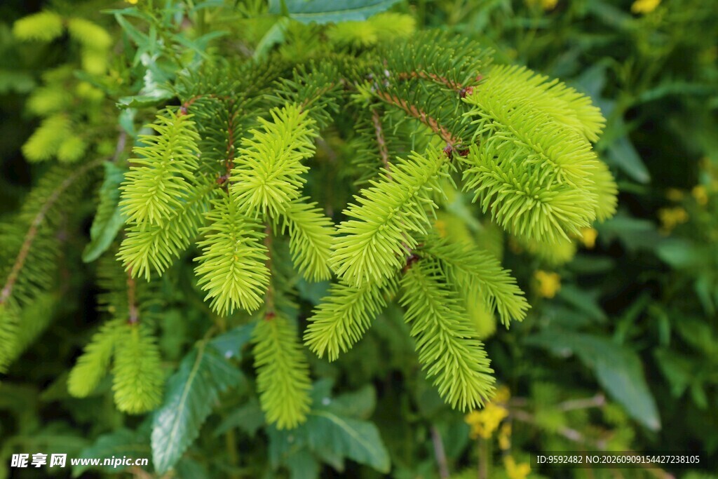 翠绿葳蕤的植物花穗