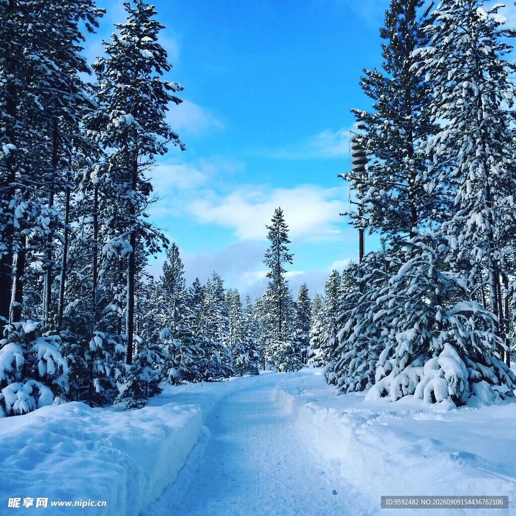 冬日雪林美景