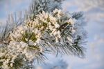 雪覆松枝冬日清新景致