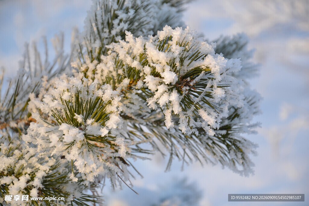 雪覆松枝冬日清新景致
