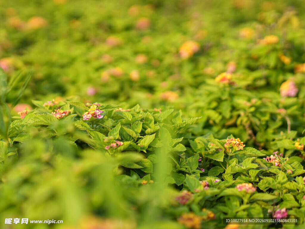 马缨丹