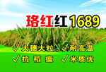 珞红红1689水稻品种农业素材