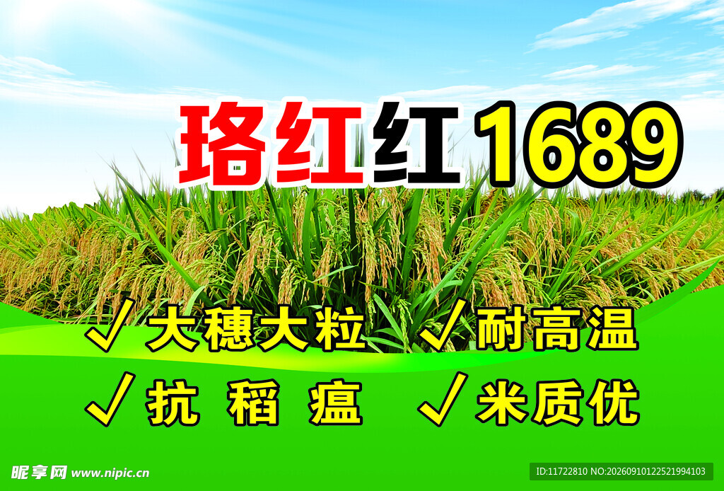 珞红红1689水稻品种农业素材