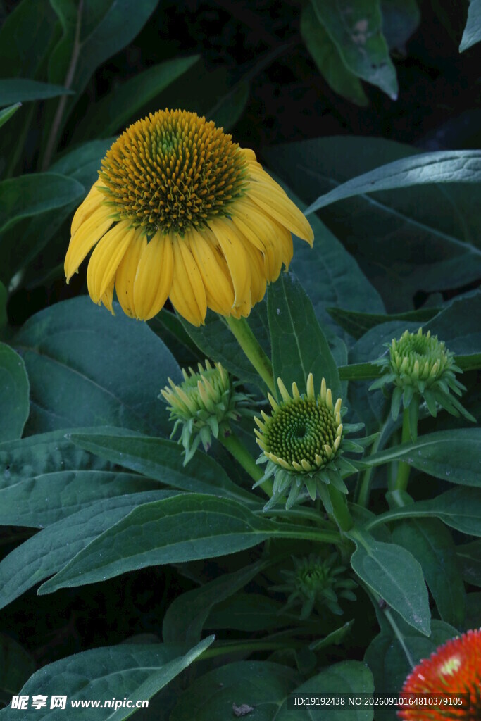 松果菊  