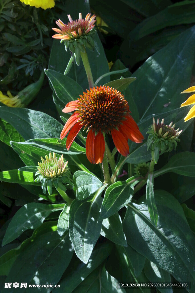 松果菊  