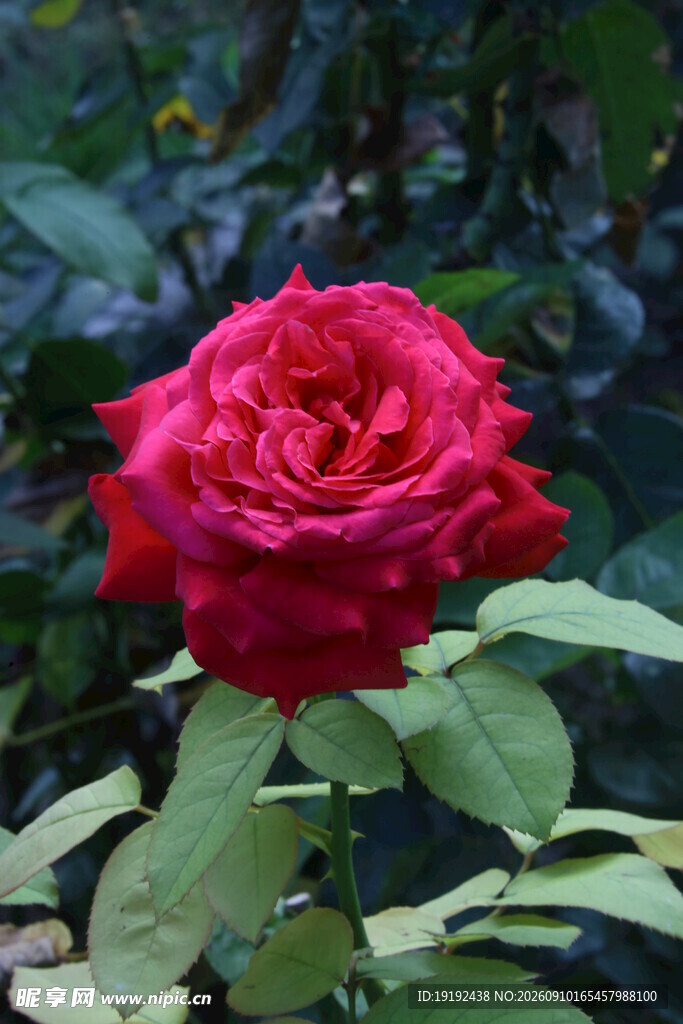 月季花