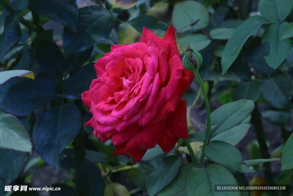 月季花  