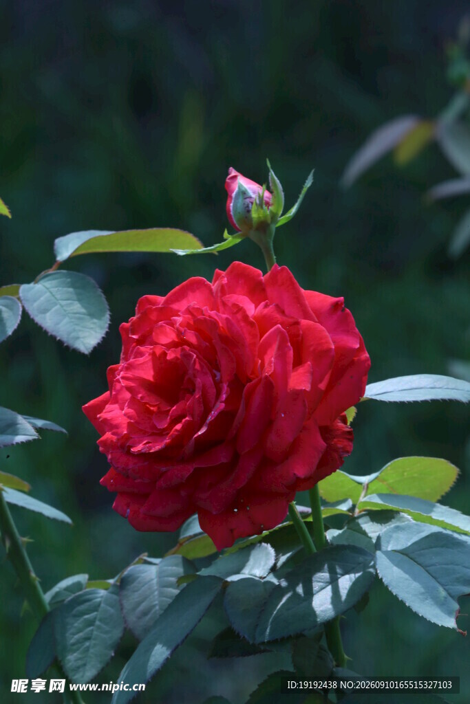 月季花  