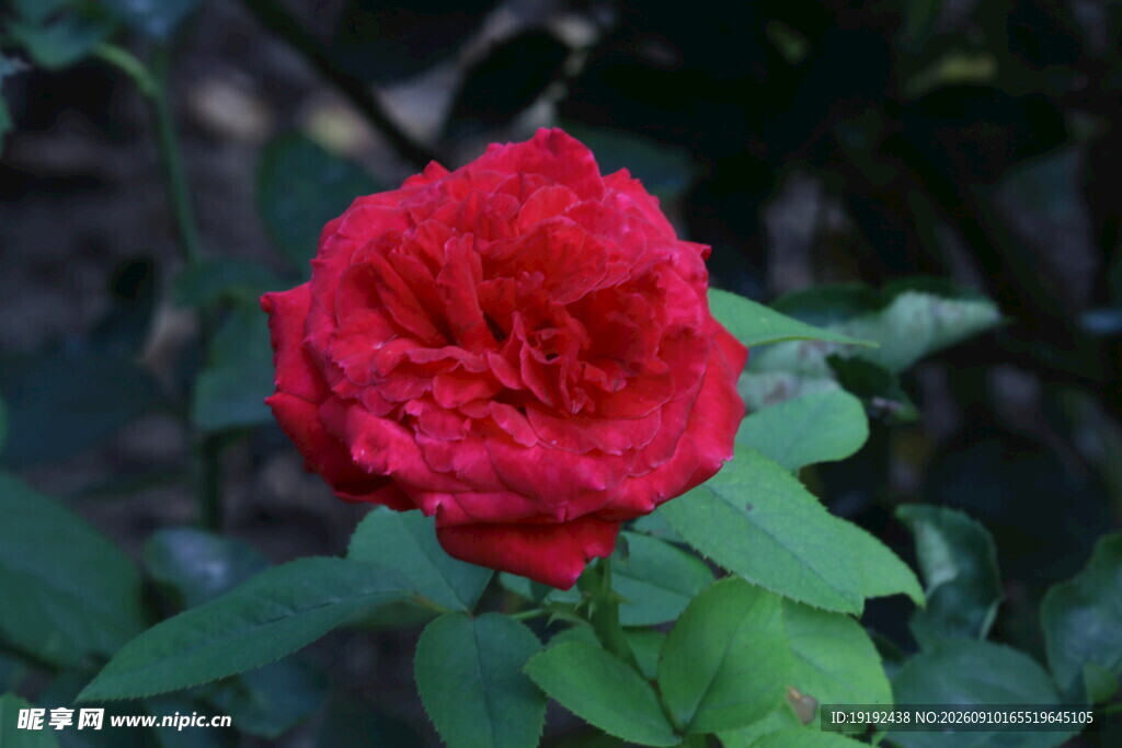 月季花 