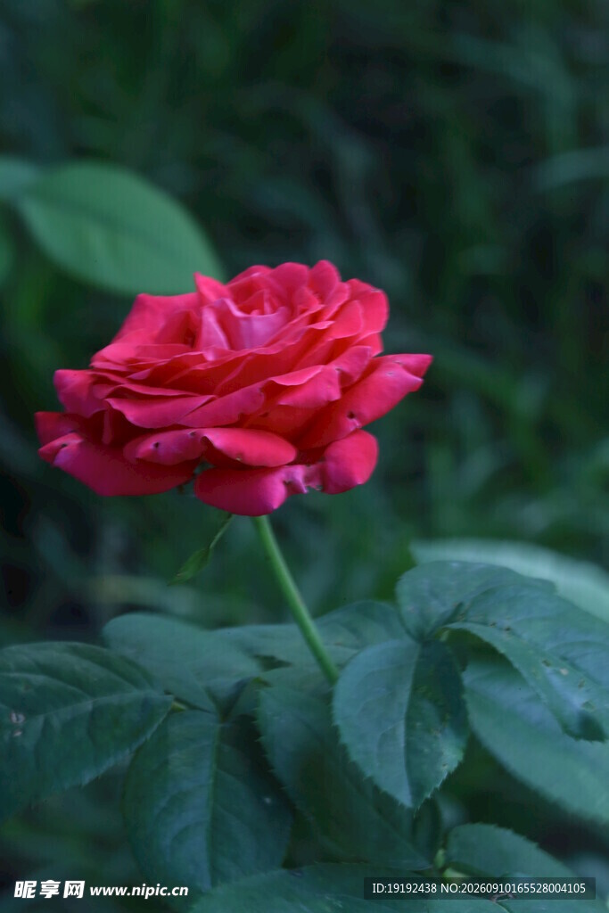 月季花 