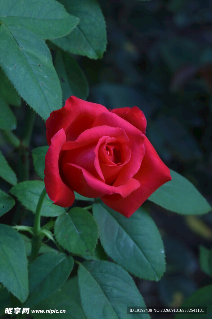 月季花  