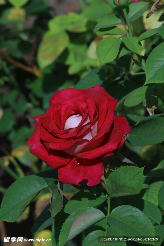月季花 