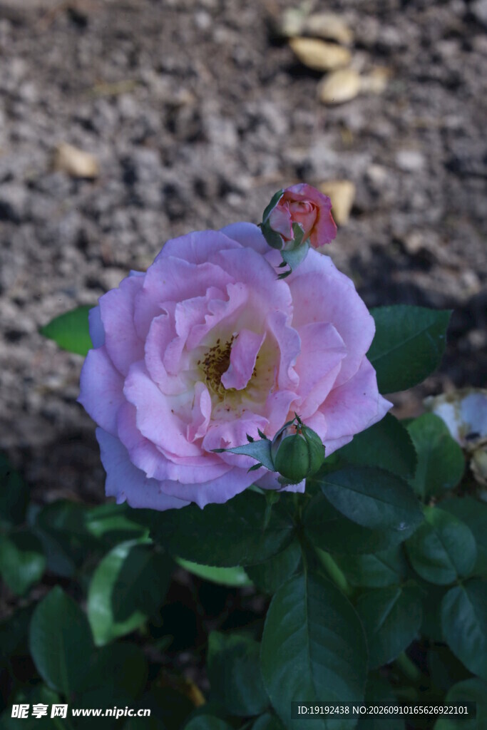 月季花  