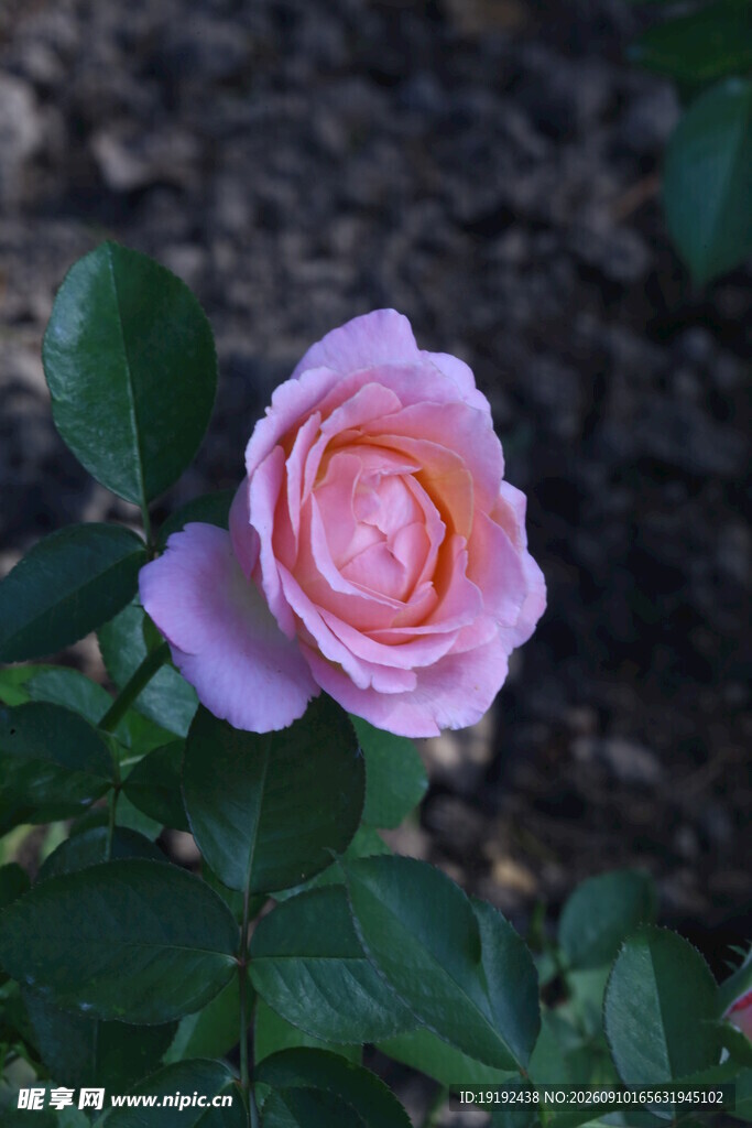 月季花  