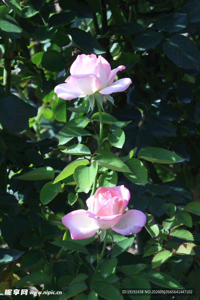 月季花  