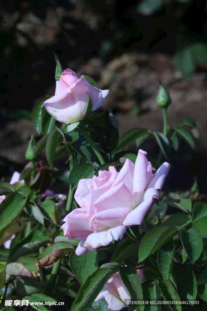 月季花  
