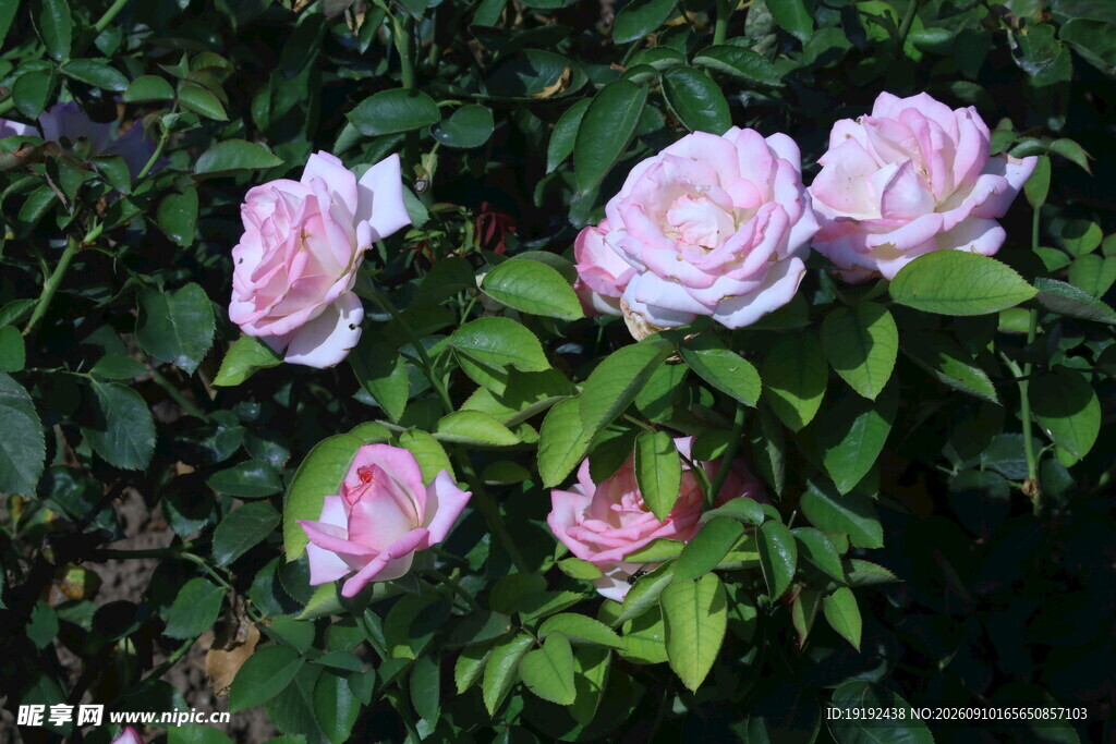 月季花  