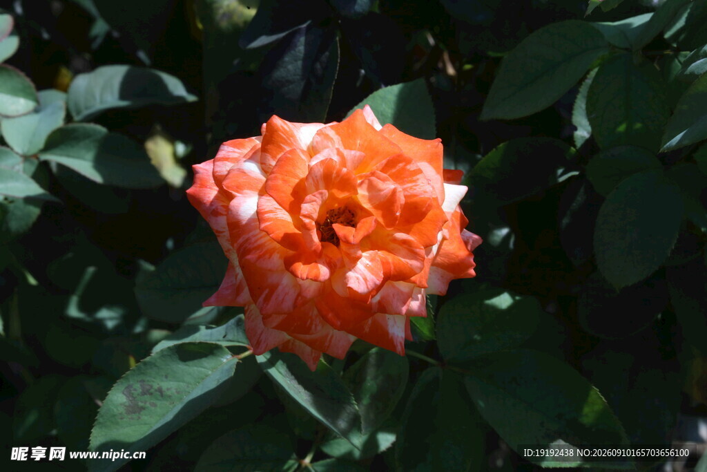月季花  