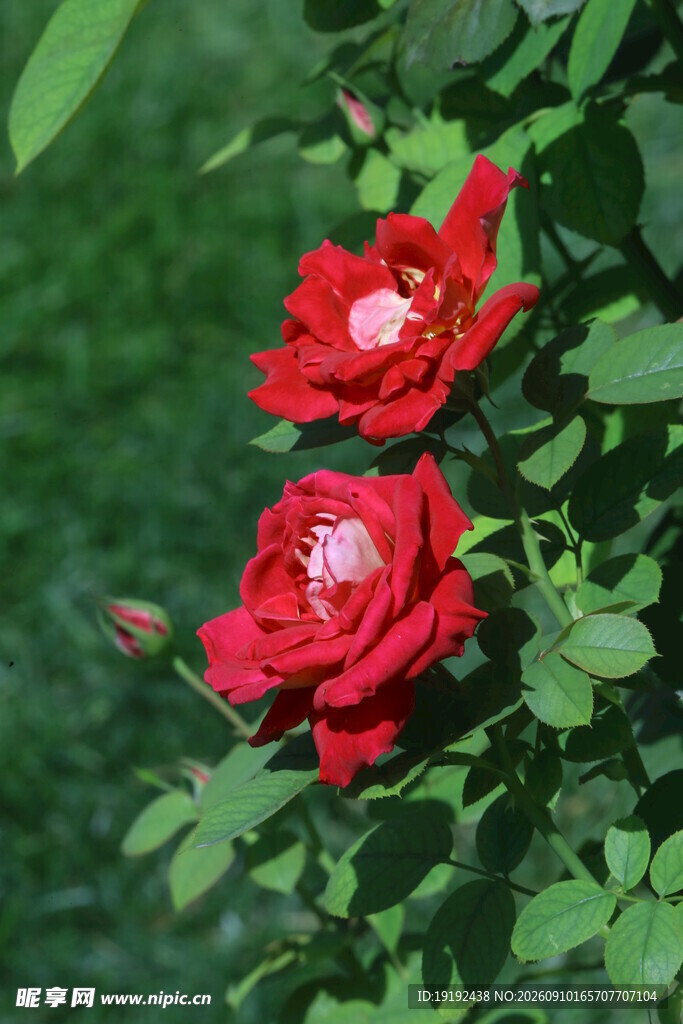月季花  