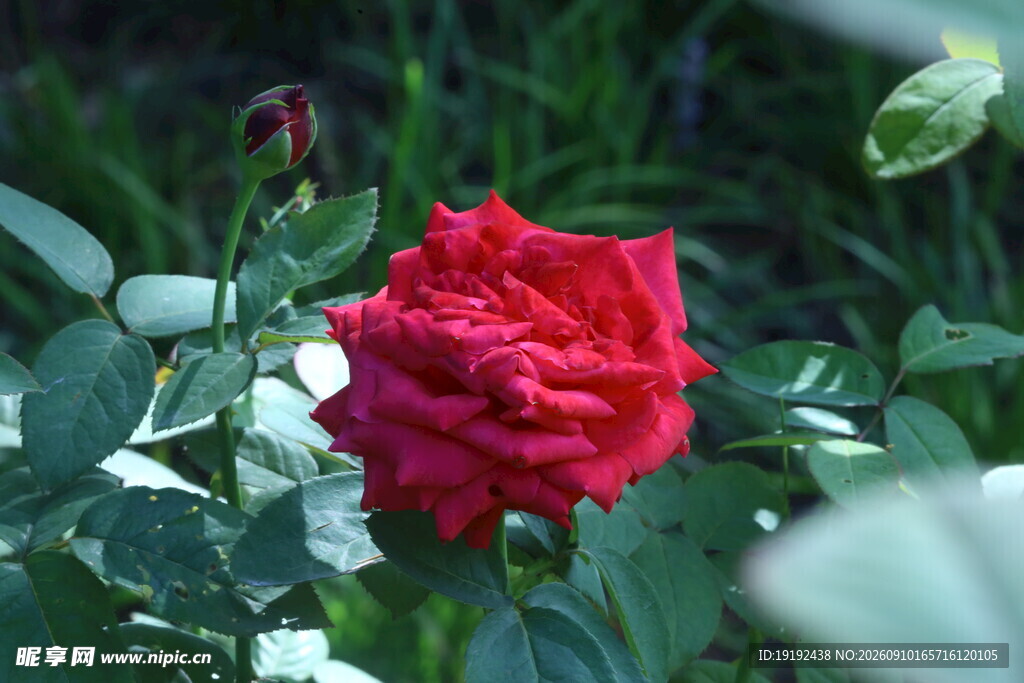 月季花 
