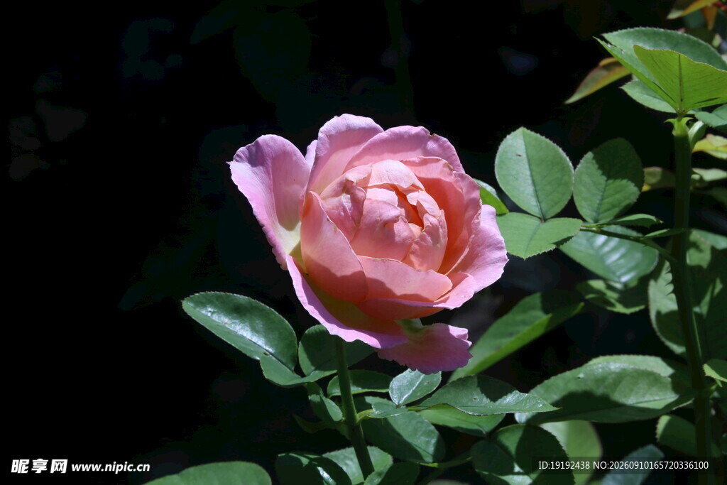 月季花  