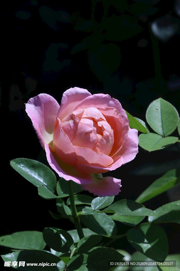 月季花 