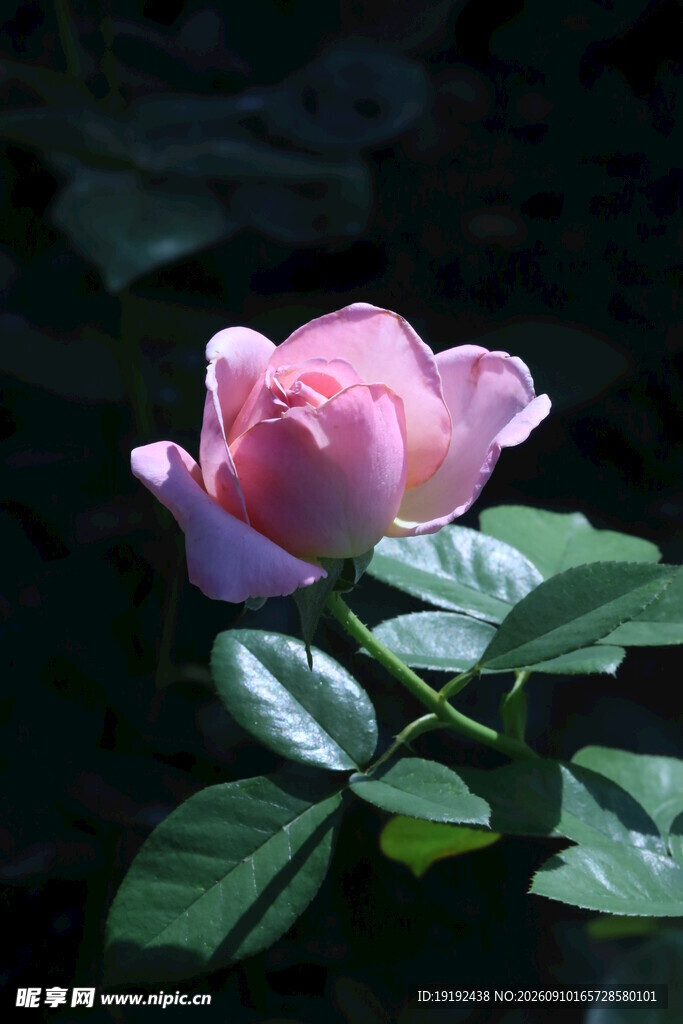 月季花 