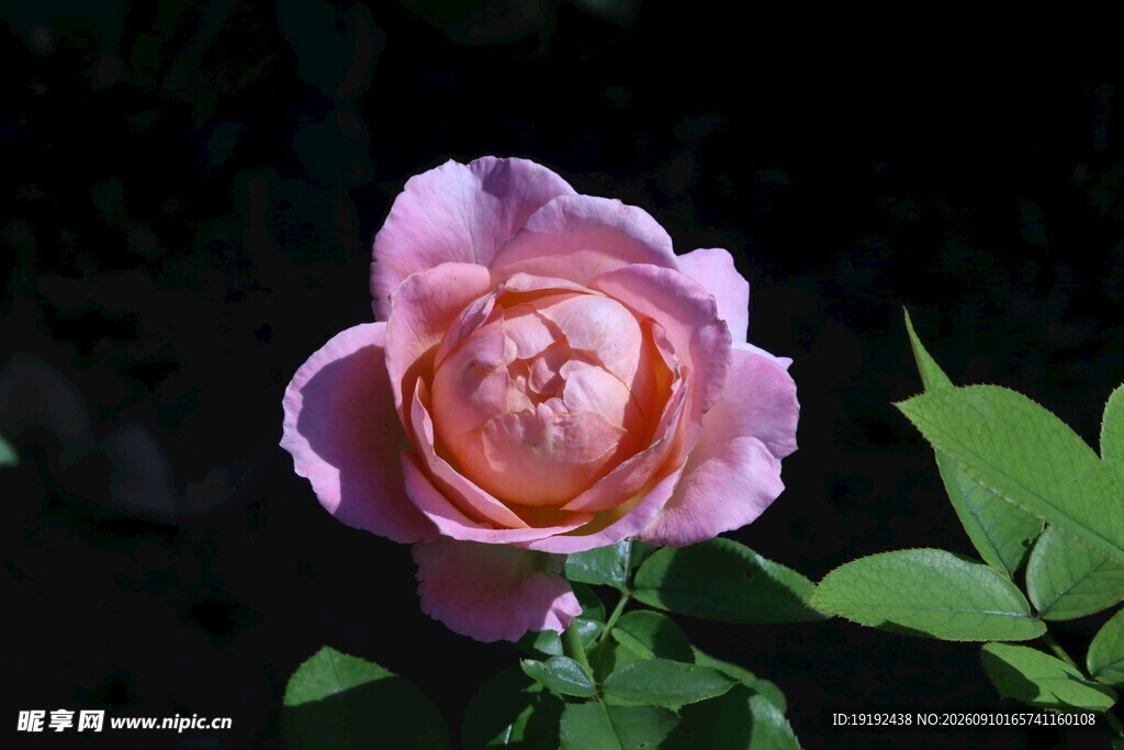 月季花  