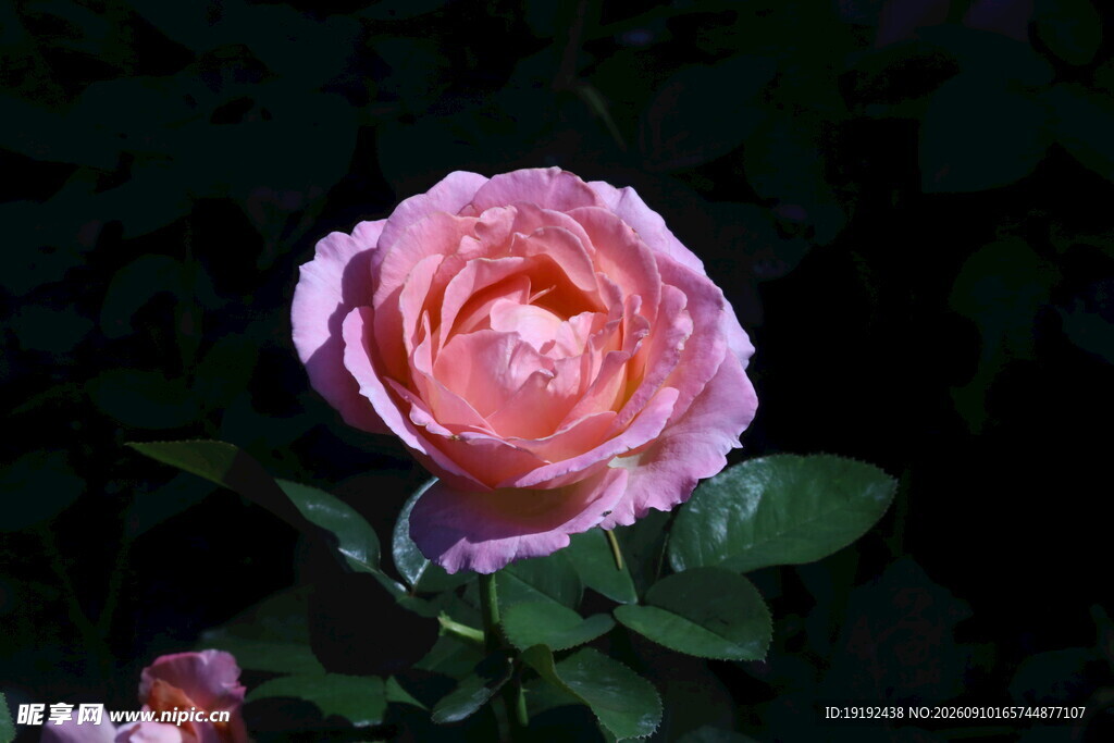 月季花  