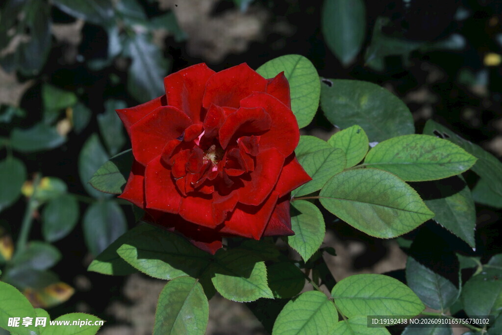 月季花 