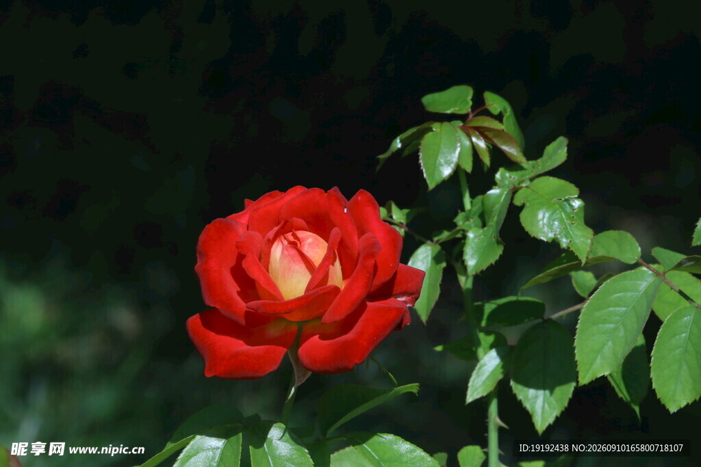 月季花 