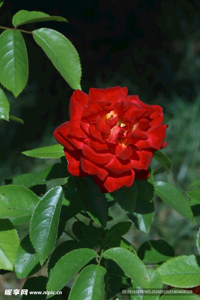 月季花 