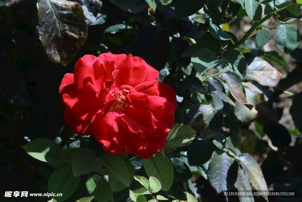 月季花  