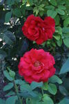 月季花 