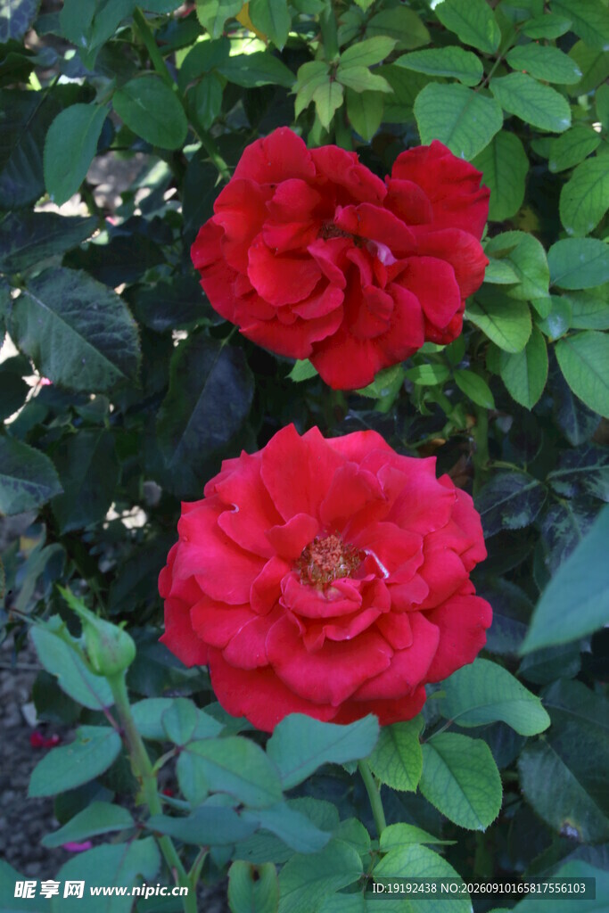 月季花 