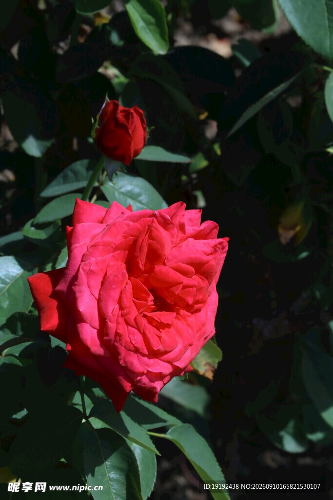 月季花  