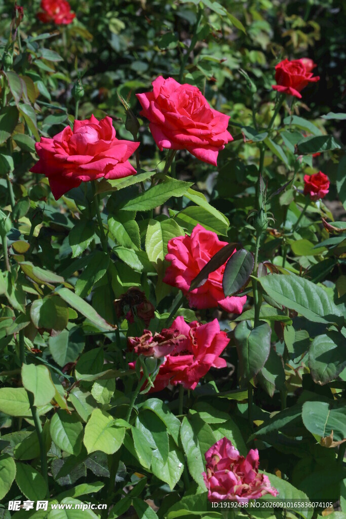 月季花  