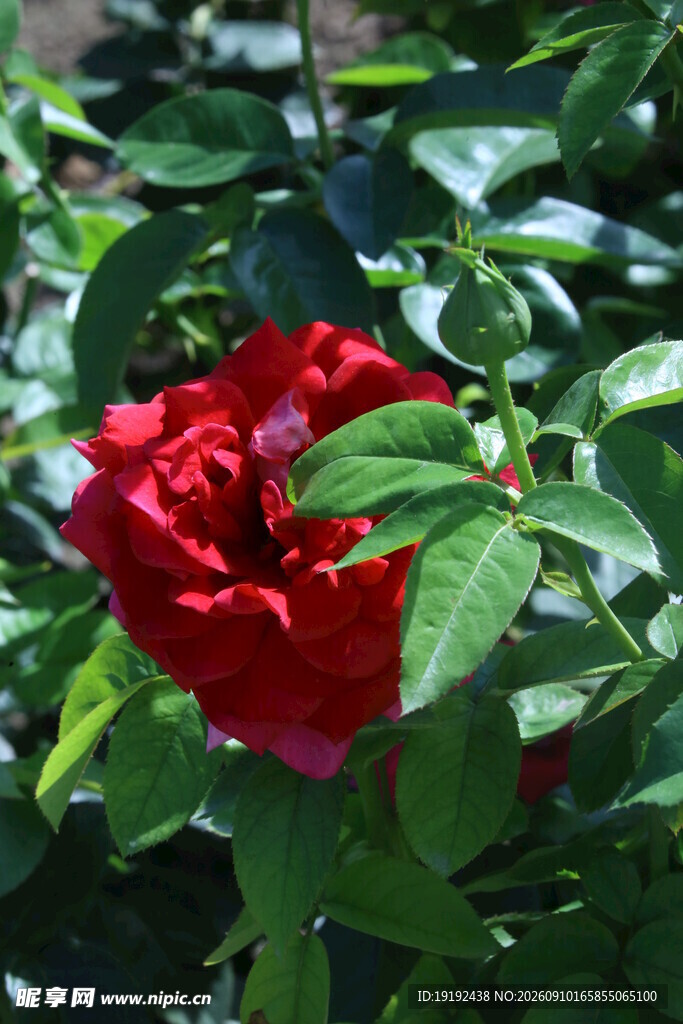月季花  
